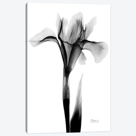 Expressed Iris I Canvas Print #ALK144} by Albert Koetsier Canvas Wall Art