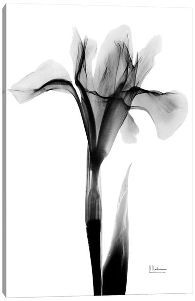 Expressed Iris I Canvas Art Print - Albert Koetsier