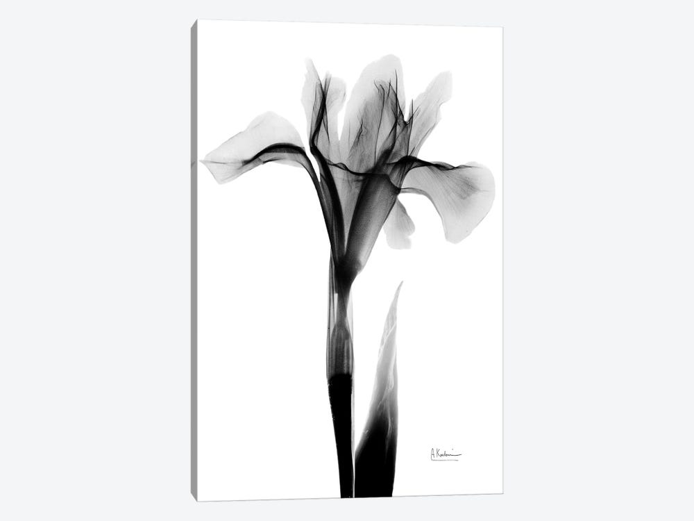 Expressed Iris I by Albert Koetsier 1-piece Canvas Art