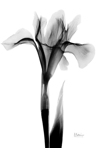 A.D. Lines Eurogroup Inc.: Expressed Iris I by Albert Koetsier