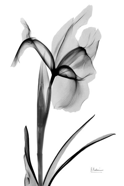 Expressed Iris II by Albert Koetsier framed canvas print