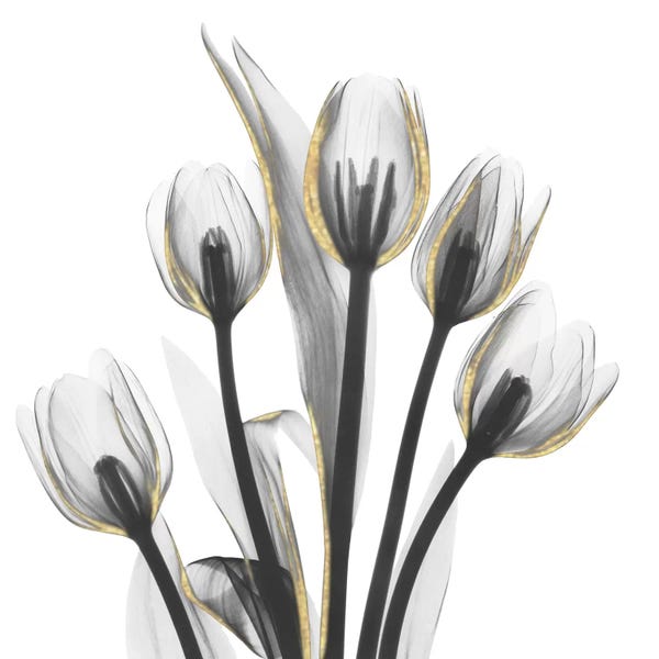 Black & White & Gold: Gold Embellished Tulips I by Albert Koetsier