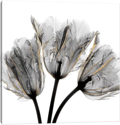 Gold Embellished Tulips III Canvas Art Print - Black, White & Gold Art
