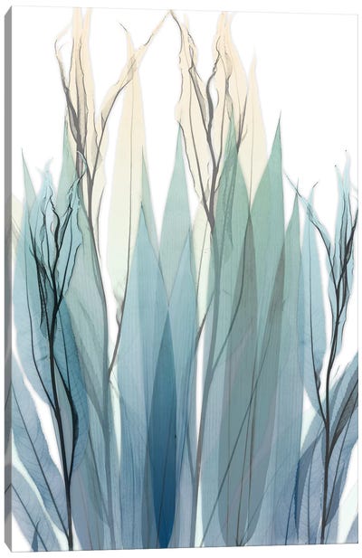 High Degree Canvas Art Print - Abstracts in Nature