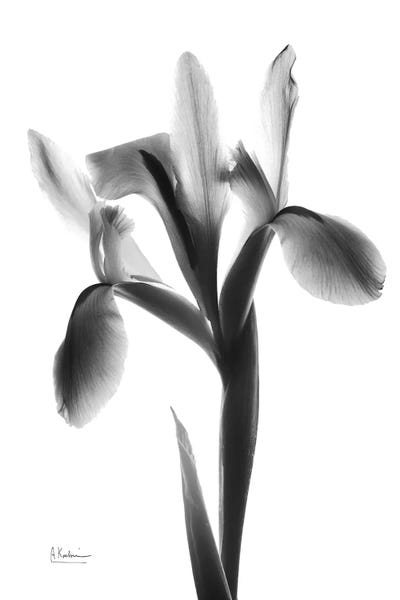 Albert Koetsier: Midnight Le Fleur by Albert Koetsier