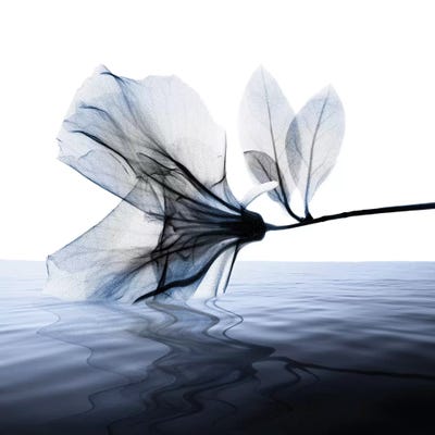 Ocean Scent I by Albert Koetsier art print