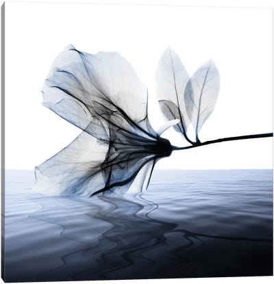 Ocean Scent I Canvas Art Print - Black, White & Blue Art