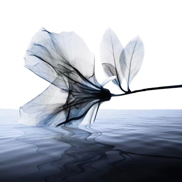 A.D. Lines Eurogroup Inc.: Ocean Scent I by Albert Koetsier