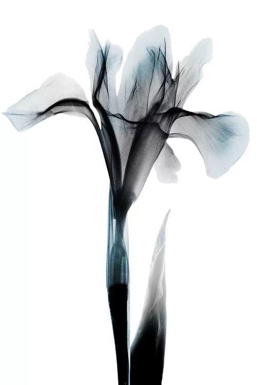 Ombre Sea Salt Iris by Albert Koetsier wall art