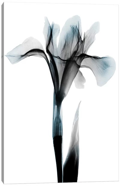 Ombre Sea Salt Iris Canvas Art Print - Iris Art