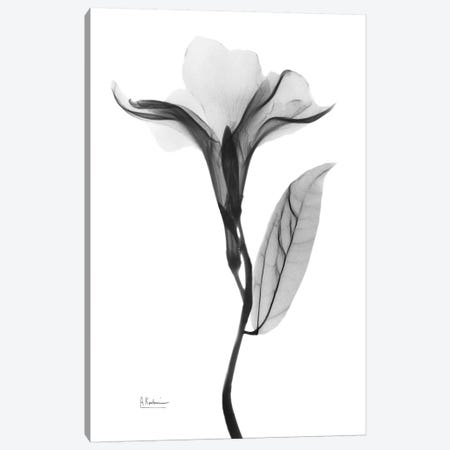 Pleasant Oleander I Canvas Print #ALK164} by Albert Koetsier Canvas Artwork