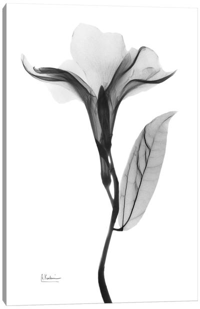 Pleasant Oleander I Canvas Art Print