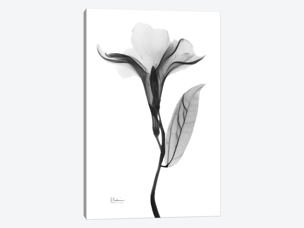 Pleasant Oleander I by Albert Koetsier 1-piece Canvas Artwork