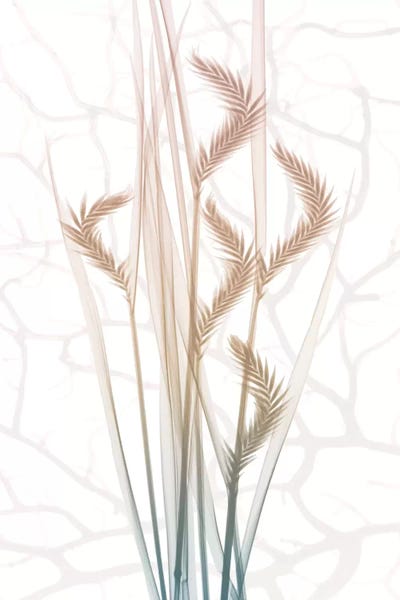 A.D. Lines Eurogroup Inc.: Toned Dawn III by Albert Koetsier