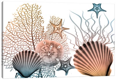 Sea Collective II Canvas Art Print - Starfish Art