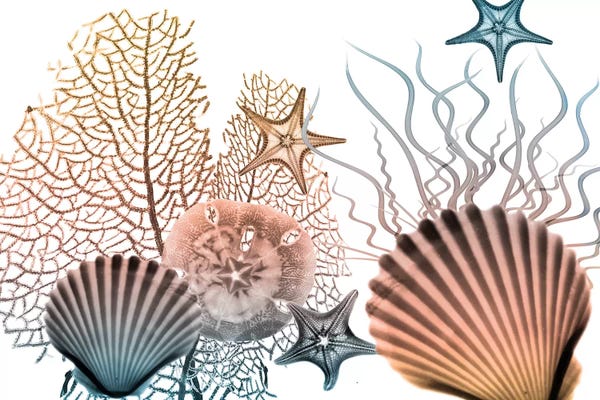 Ocean Treasures: Sea Collective II by Albert Koetsier