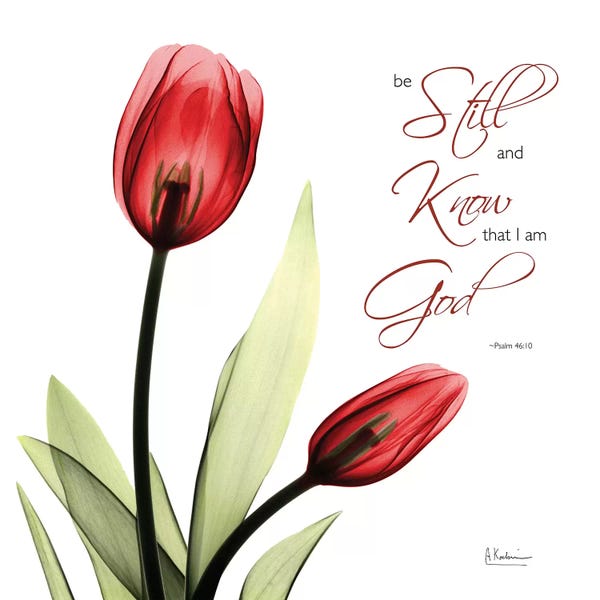 Bible Verses: Be Still Tulip by Albert Koetsier