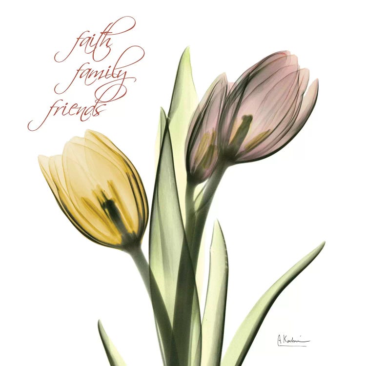 Faith Tulips