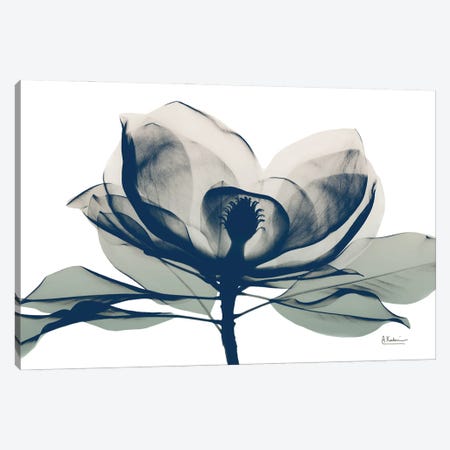 Blue Ranged Magnolia I Canvas Print #ALK251} by Albert Koetsier Canvas Art Print