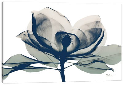 Blue Ranged Magnolia I Canvas Art Print - Nature Close-Up Art