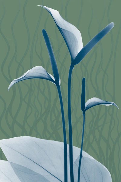 Blue Sage Dawn II by Albert Koetsier framed canvas print