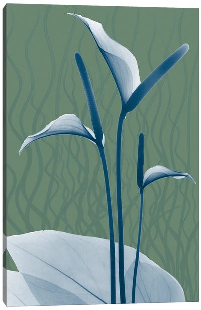 Blue Sage Dawn II Canvas Art Print