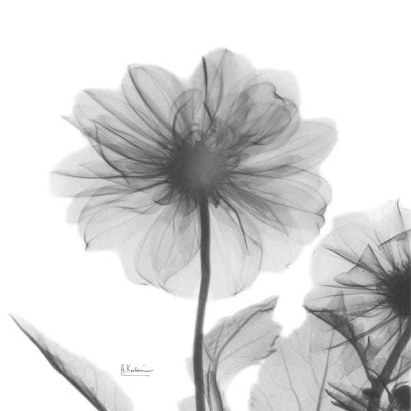 A.D. Lines Eurogroup Inc.: Dahlia Twins by Albert Koetsier