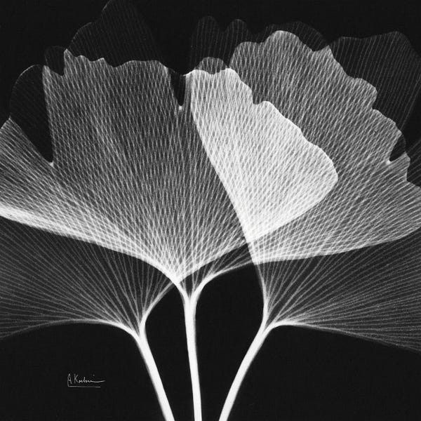 Albert Koetsier: Ginko Square II by Albert Koetsier