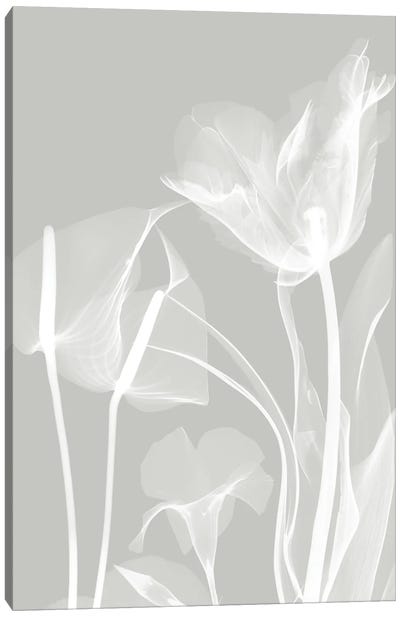 Gray Flora I Canvas Art Print - Albert Koetsier