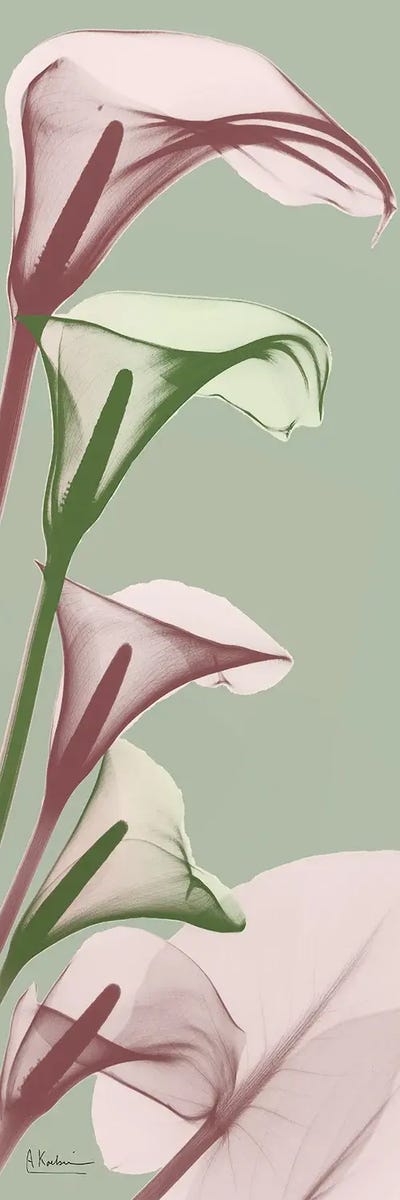 Lily Art - Canvas Prints: Spring Time Calla Lilies by Albert Koetsier