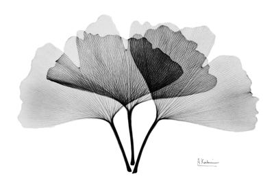Inverted Ginko II by Albert Koetsier framed canvas print