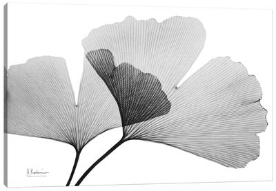 Inverted Ginko III Canvas Art Print - Abstracts in Nature