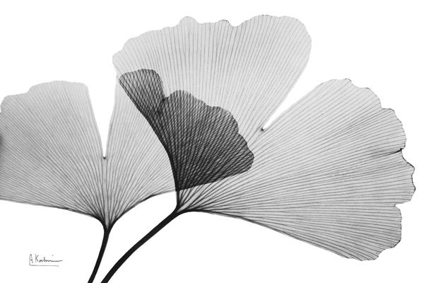 Abstracts In Nature: Inverted Ginko III by Albert Koetsier