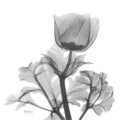 Lonely Anemone by Albert Koetsier art print