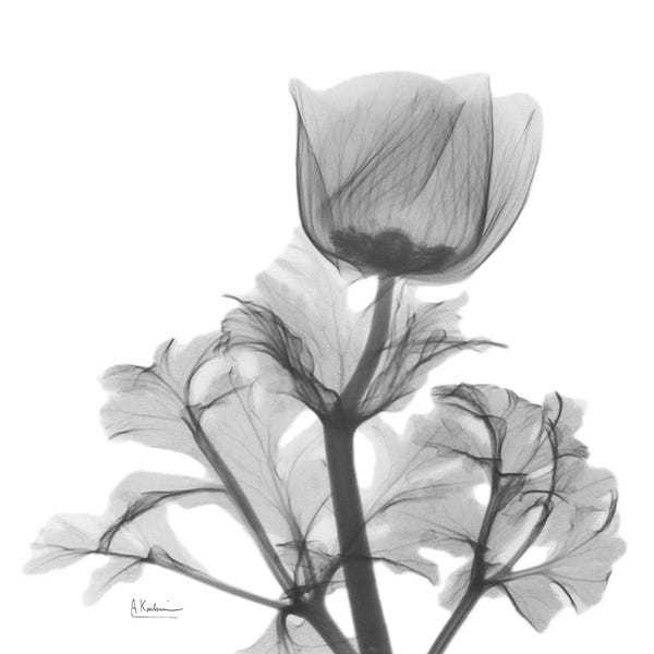 A.D. Lines Eurogroup Inc.: Lonely Anemone by Albert Koetsier