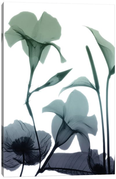 Mystic Bloom I Canvas Art Print