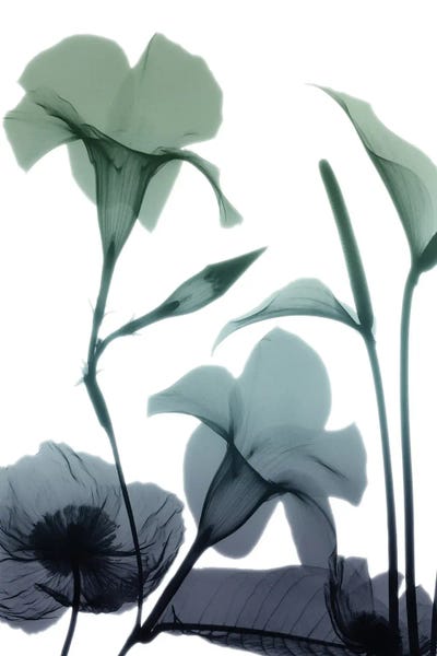 A.D. Lines Eurogroup Inc.: Mystic Bloom I by Albert Koetsier