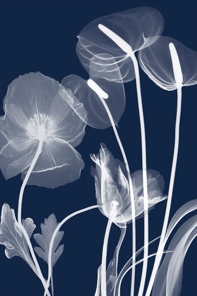 A.D. Lines Eurogroup Inc.: Navy Flora I by Albert Koetsier