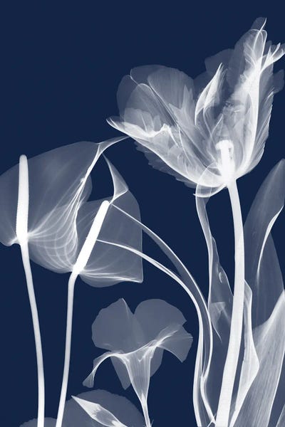 A.D. Lines Eurogroup Inc.: Navy Flora II by Albert Koetsier