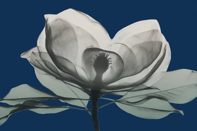 Navy Magnolia I