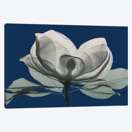 Navy Magnolia I Canvas Print #ALK282} by Albert Koetsier Canvas Art