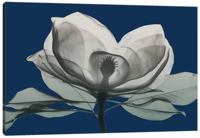 Navy Magnolia I Canvas Art Print - Magnolia Art