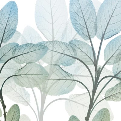 Resilient Growth I by Albert Koetsier framed canvas print