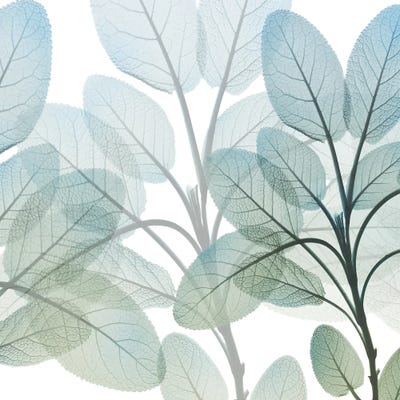 Resilient Growth II by Albert Koetsier framed canvas print