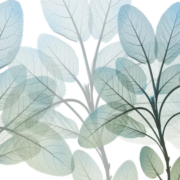 Resilient Growth II