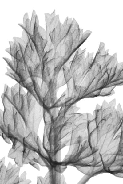 Albert Koetsier: Romaine Delight by Albert Koetsier