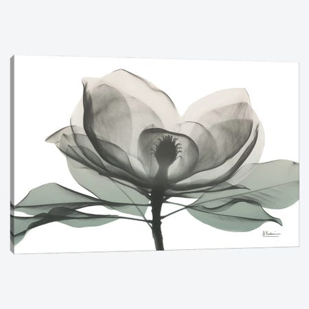 Sage Magnolia I Canvas Print #ALK294} by Albert Koetsier Canvas Wall Art