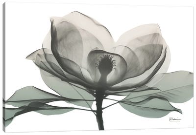 Sage Magnolia I Canvas Art Print - Floral Close-Up Art