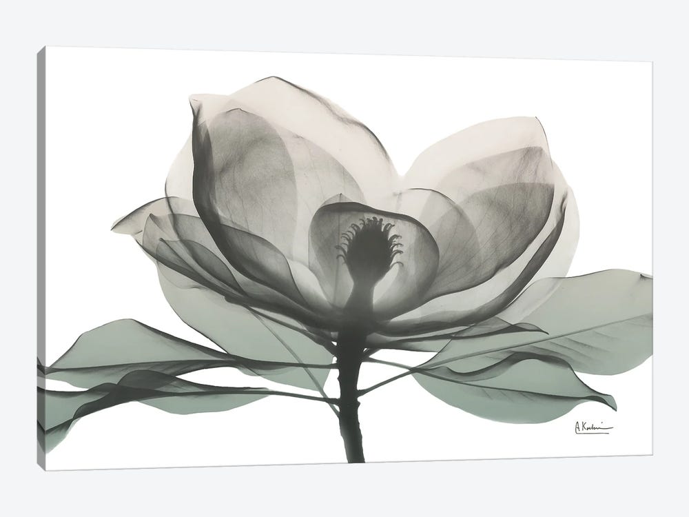 Sage Magnolia I by Albert Koetsier 1-piece Canvas Print