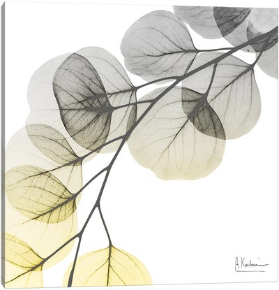 Brilliant Eucalyptus I Canvas Art Print - Pantone 2021 Ultimate Gray & Illuminating